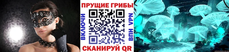 Псилоцибиновые грибы Cubensis  Боровичи 